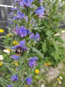 bienenfreundlich Natternkopf
