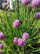 bienenfreundlich Schnittlauchblüte
